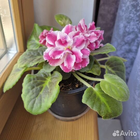 Фиалка Морозная вишня детки И листы