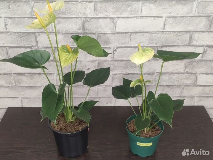 Антуриумы в ассортименте (часть 3)