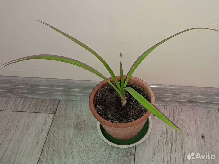 Комнатный домашний цветок Пальма Панданус