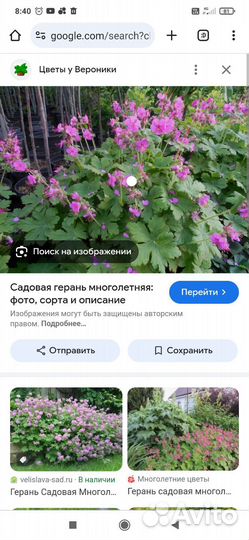 Герань садовая