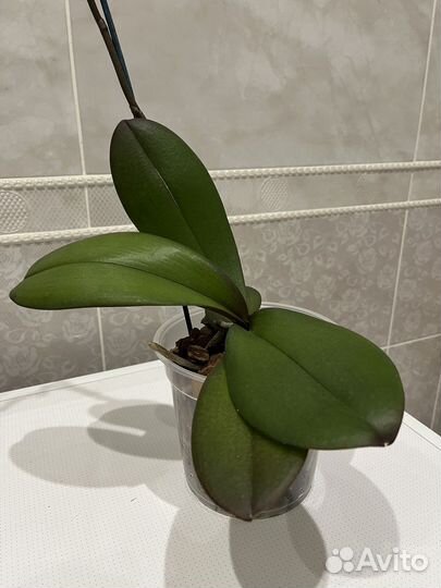 Орхидея фаленопсис