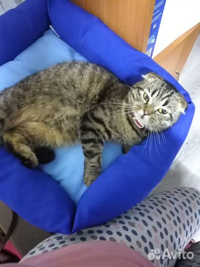Отдам в добрые руки кошку