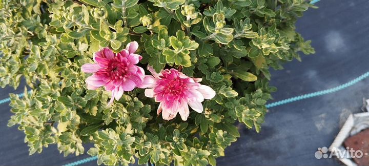 Хризантемы мультифлора