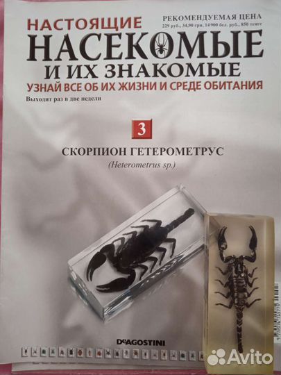 Настоящие насекомые и их знакомые