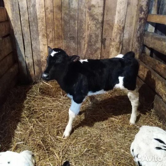 Бычки 1 месяц