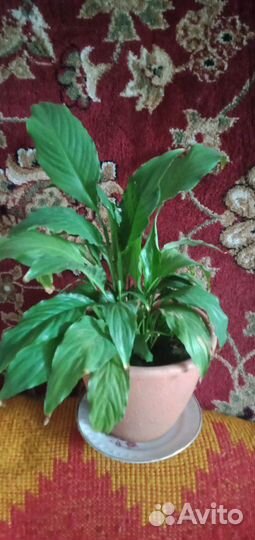 Спатифиллум