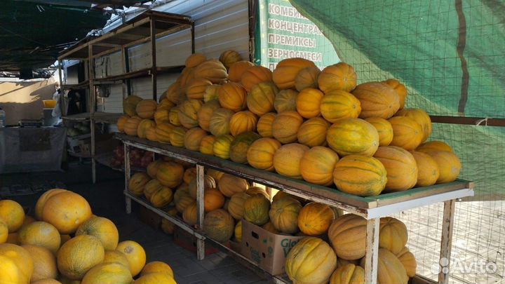 Дыня оптом