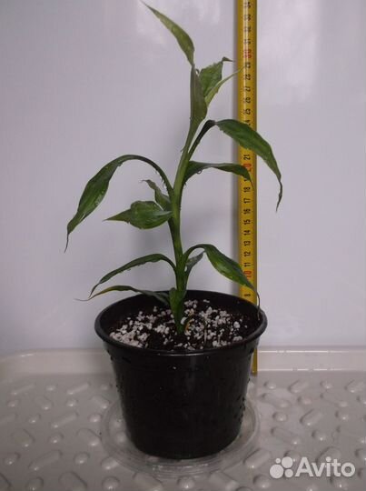 Драцена Сандера (Бамбук счастья)