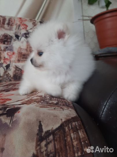 Щенки шпица