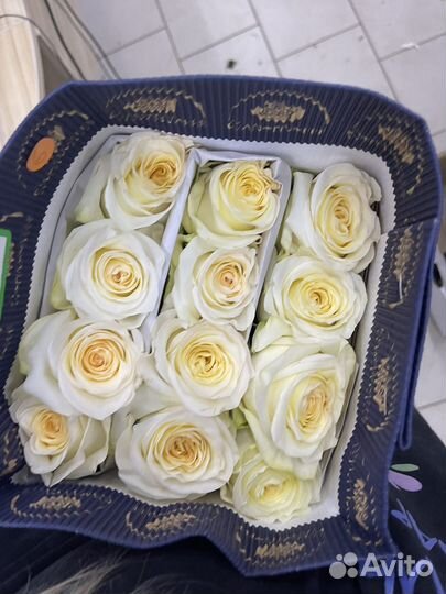 Роза Эквадор