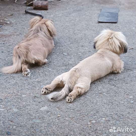 Пекинес вязка
