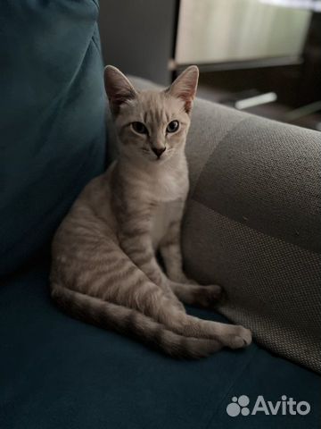 Тайская Кошка Вязка объявление продам
