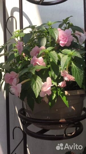 Ризомы ахименесов