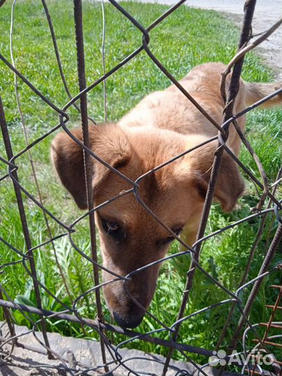 Найдена Собака