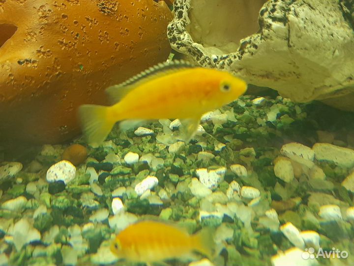 Лабидохромис Еллоу