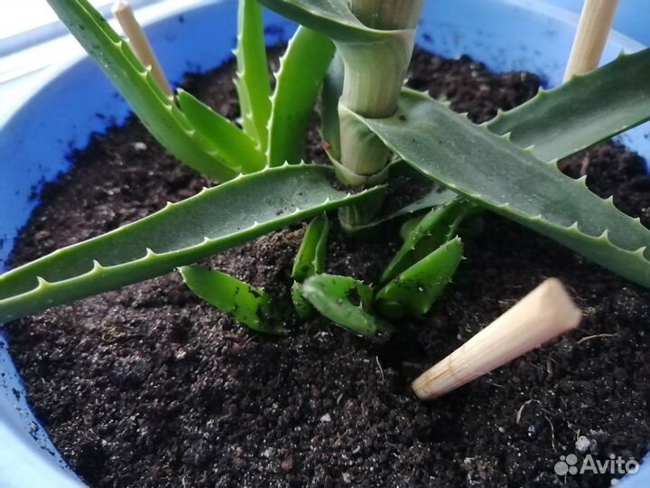 Алоэ столетник