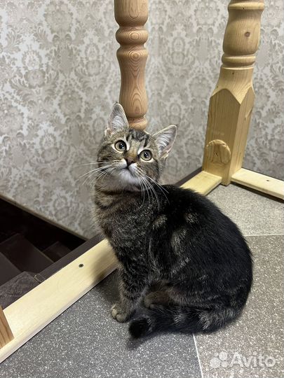 Котенок бесплатно