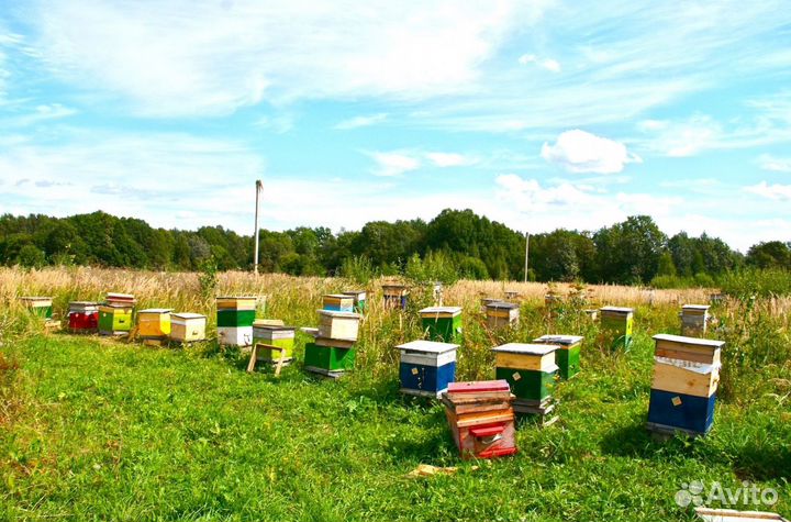 Мёд натуральный из Алтая опт