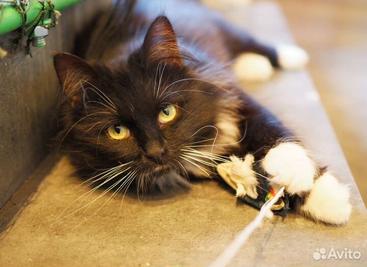 Котобюро. коты, кошки, котята в ответственные руки