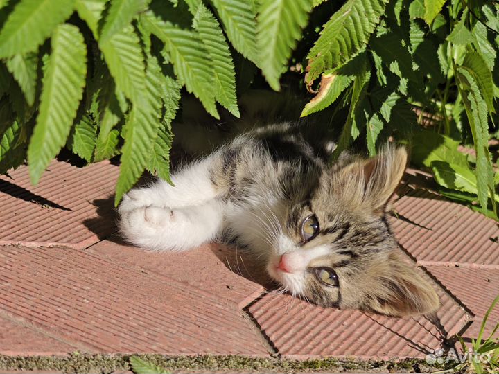 Котята в добрые руки