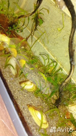 Аквариумные рыбки и др