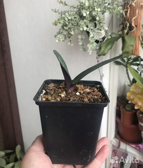 Орхидея башмачок Paphiopedilum