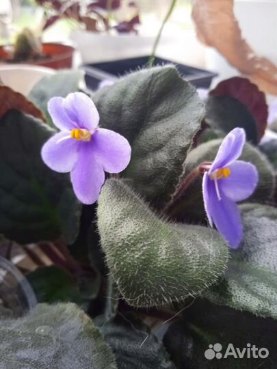 Фиалка цветущая