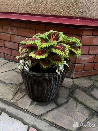 Кашпо плетеное, горшки, вазоны