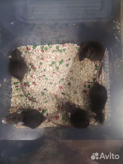 Продам крысят