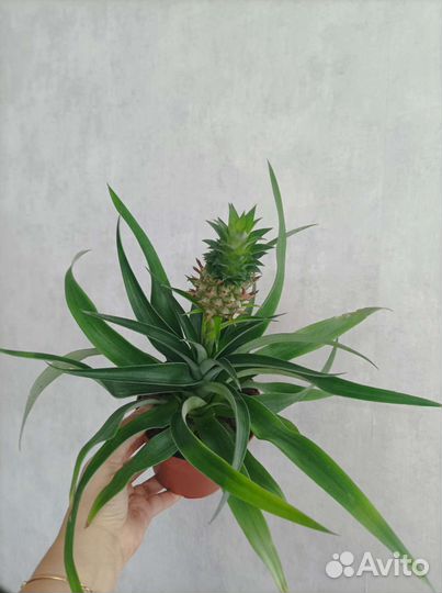 Комнатный ананас