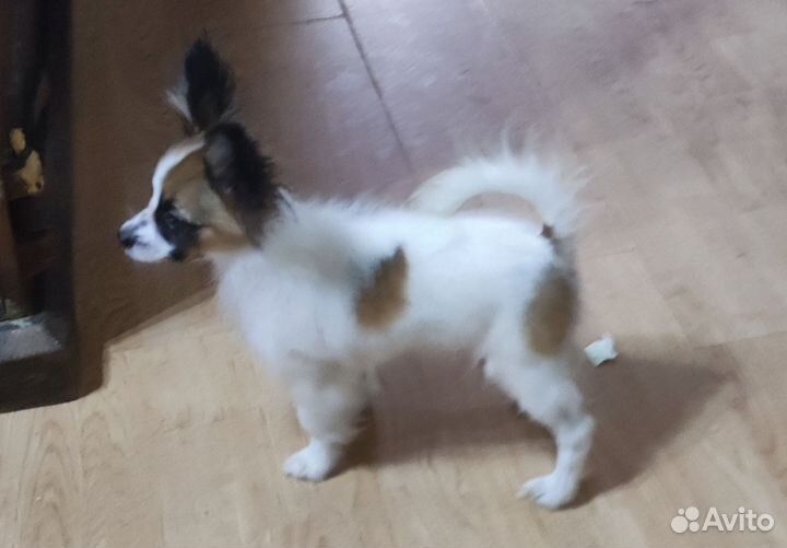 Щенок папийона