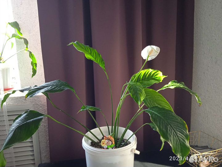 Цветы комнатные. Спатифиллум, адениум, драцена