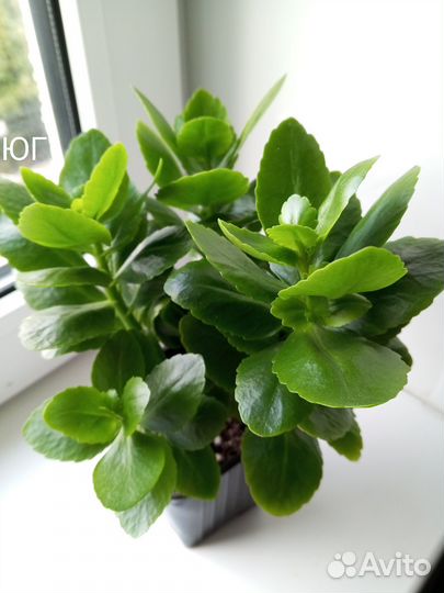 Каланхоэ - комнатные цветы