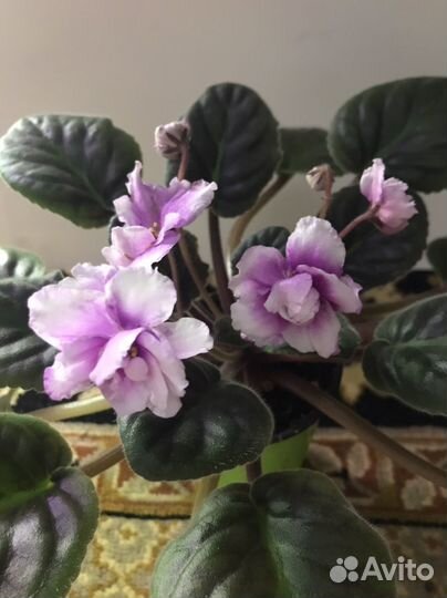 Фиалка сортовые-детки, взрослые