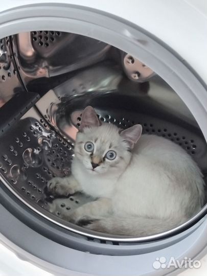 Котенок девочка в Добрые руки