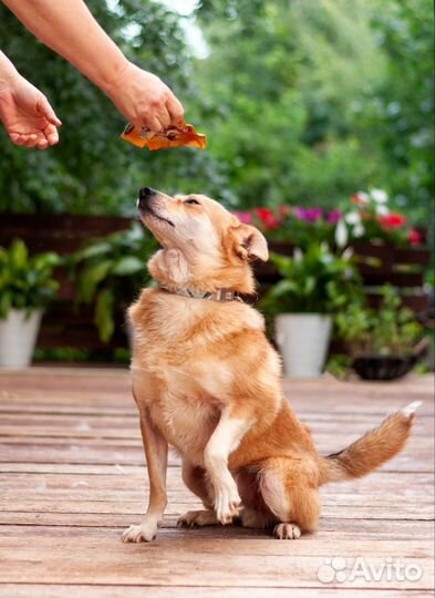 Лисик - небольшой молодой пёс