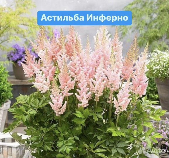 Астильба Инферно
