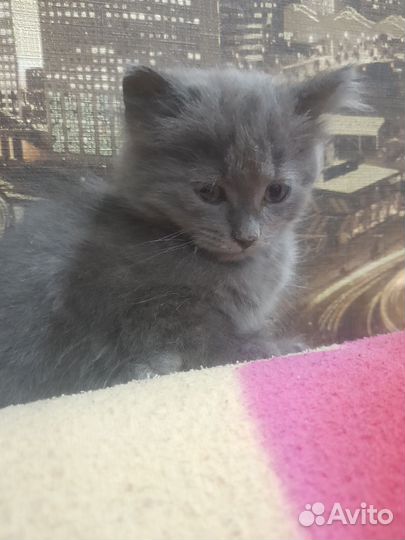 Котята в добрые руки бесплатно