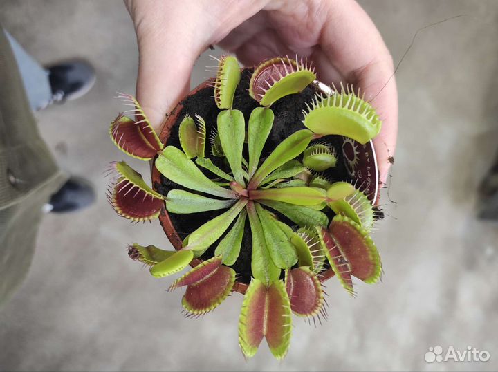 Дионея Венерина мухоловка