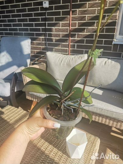 Орхидея Sunshine