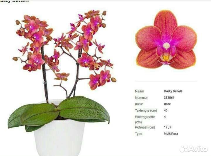 Орхидея фаленопсис