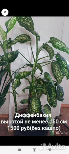 Диффенбахия