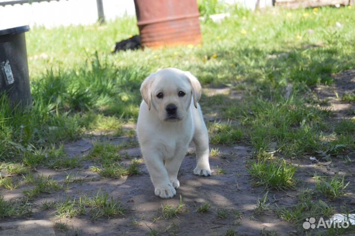 Щенки лабрадора