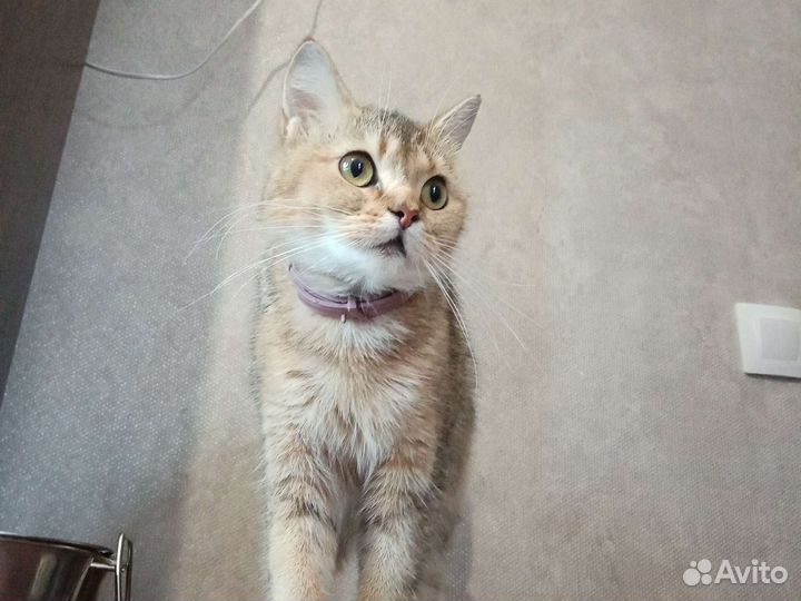 Кошки в добрые руки