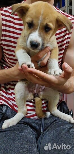 Щенок в добрые руки бесплатно