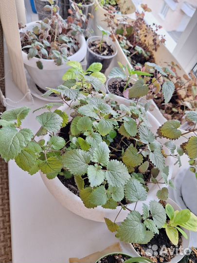 Комнатная мелисса