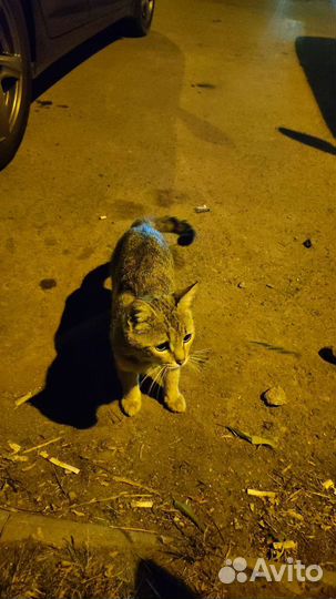 Молодой котик