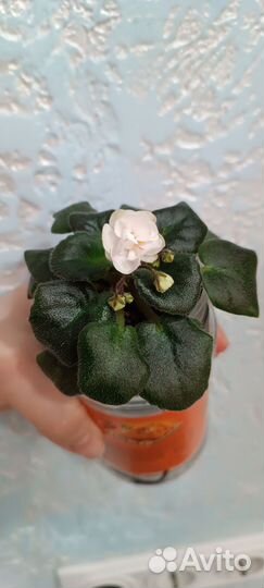 Сортовая фиалка мини Н- Последняя любовь