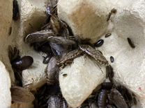Мраморные тараканы для ящериц, птиц, рыб, стрижей
