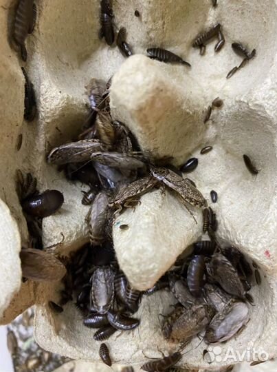 Мраморные туркменские тараканы для стрижей